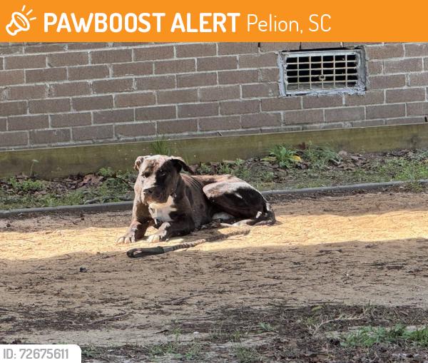 Found/Stray Unknown Dog last seen Lou Dunbar Rd, Pelion, SC 29123