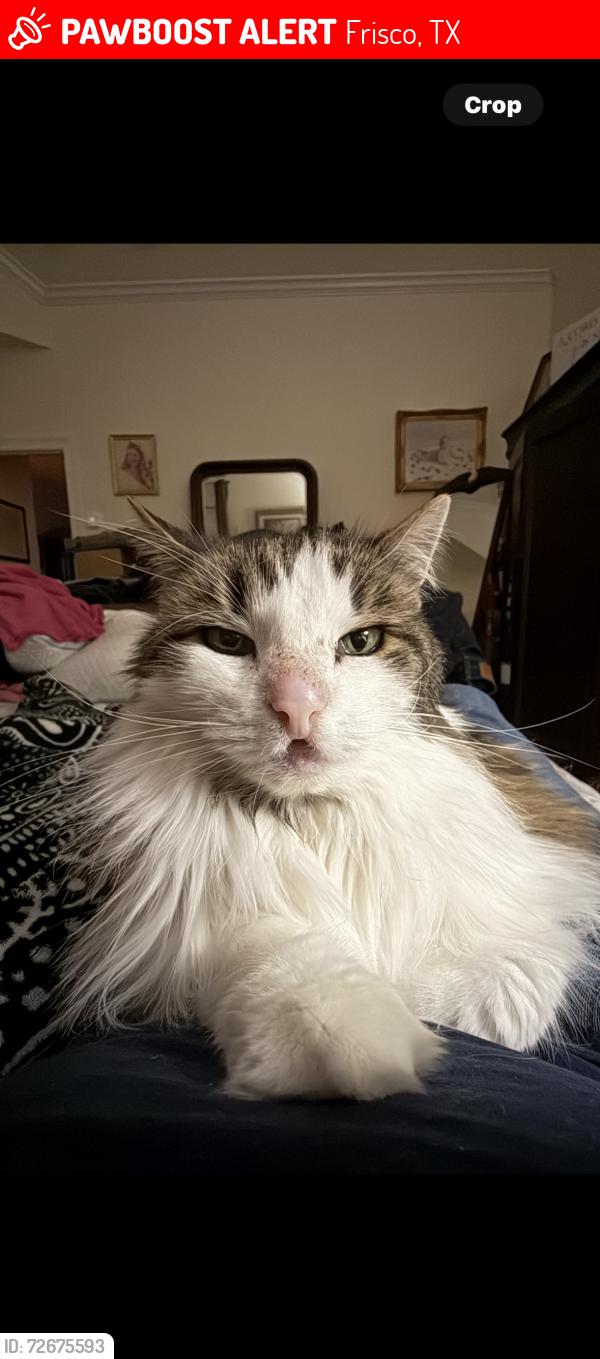 Lost Female Cat last seen Downbrook Drive & Remuda & High Meadow , Frisco, TX 75034