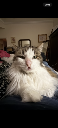 Lost Female Cat last seen Downbrook Drive & Remuda & High Meadow , Frisco, TX 75034