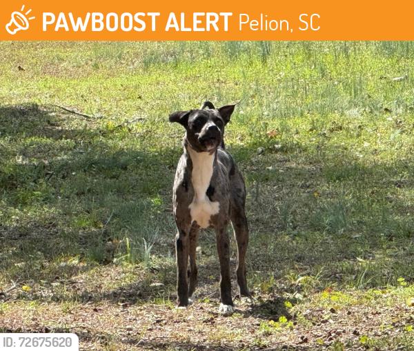 Found/Stray Unknown Dog last seen Lou Dunbar Rd, Pelion, SC 29123