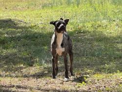 Found/Stray Unknown Dog last seen Lou Dunbar Rd, Pelion, SC 29123