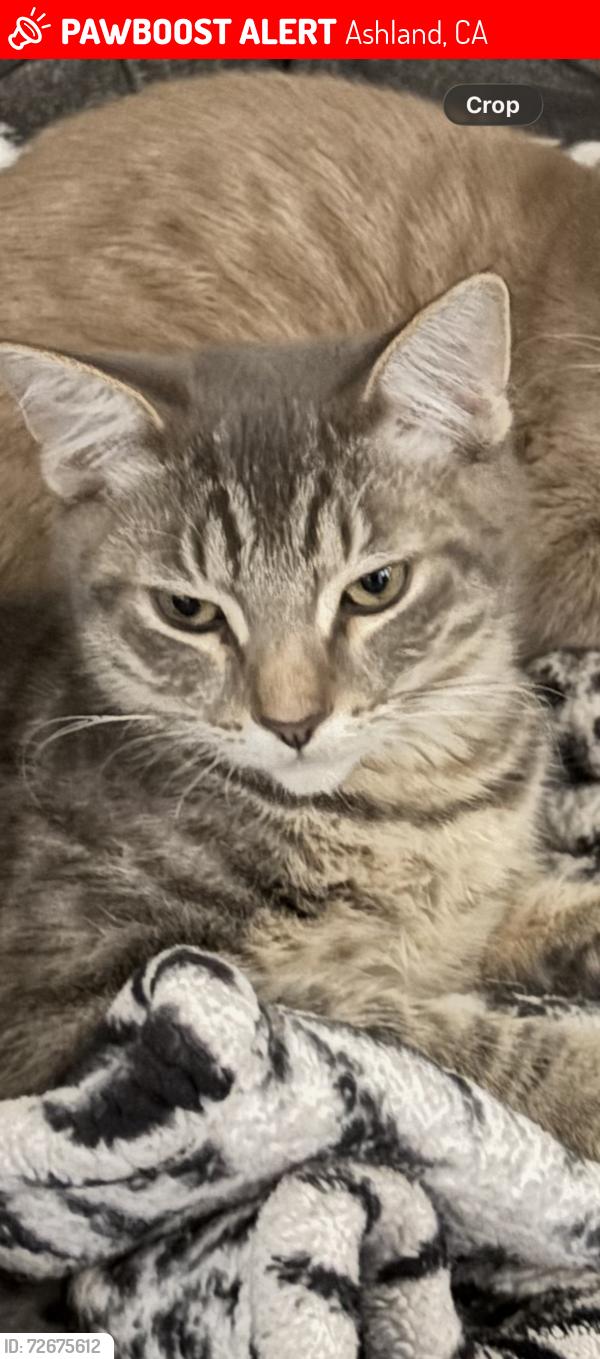 Lost Male Cat last seen E lewelling blvd and Ashlan Ave, Ashland, CA 94580