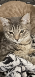Lost Male Cat last seen E lewelling blvd and Ashlan Ave, Ashland, CA 94580