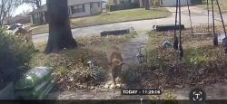 Found/Stray Unknown Dog last seen 51st and Memorial, Tulsa, OK 74145