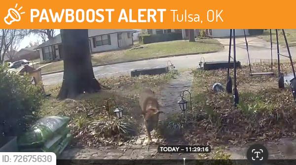 Found/Stray Unknown Dog last seen 51st and Memorial, Tulsa, OK 74145