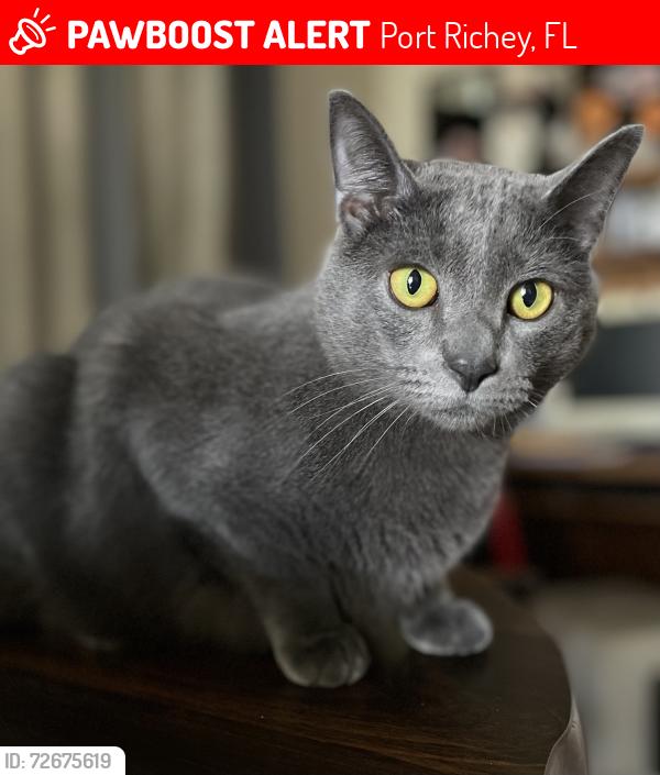 Lost Male Cat last seen Crofton, Redfield, Fox Hollow, Moorehead, marlington, Port Richey, FL 34668