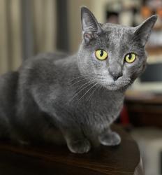 Lost Male Cat last seen Crofton, Redfield, Fox Hollow, Moorehead, marlington, Port Richey, FL 34668