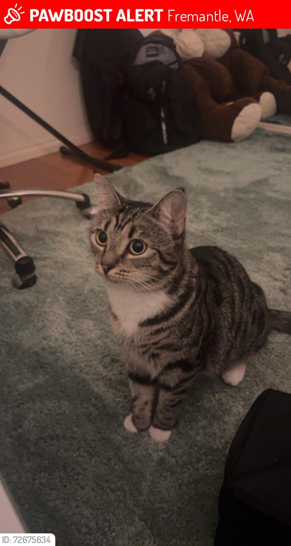 Lost Female Cat last seen Netball Courts, Fremantle, WA 6160