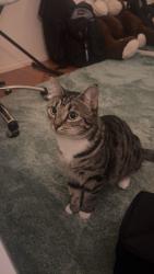 Lost Female Cat last seen Netball Courts, Fremantle, WA 6160