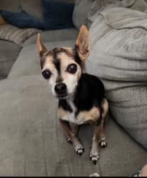 Lost Male Dog last seen Bloomington Ave and Cactus near Joe Sampson Park , Rialto, CA 92376