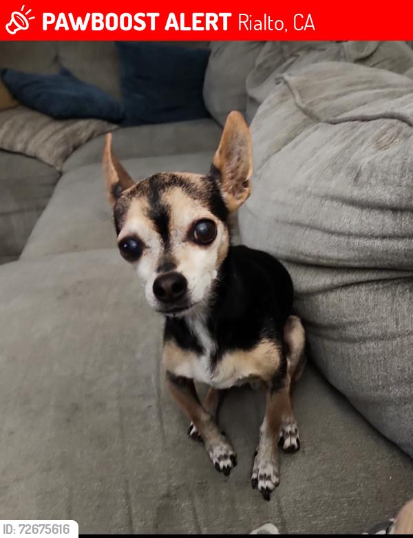 Lost Male Dog last seen Bloomington Ave and Cactus near Joe Sampson Park , Rialto, CA 92376