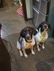 Lost Male Dog last seen Gcc rock pit, 67, Nemo, TX 76070