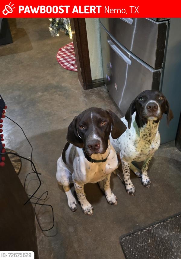 Lost Male Dog last seen Gcc rock pit, 67, Nemo, TX 76070