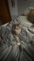 Lost Female Cat last seen Oliver & mt Vernon , Wichita, KS 67218