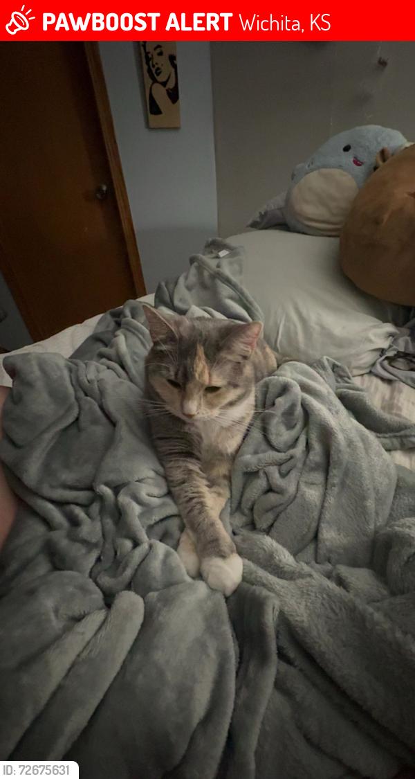 Lost Female Cat last seen Oliver & mt Vernon , Wichita, KS 67218