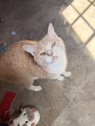 Found/Stray Unknown Cat last seen Off Gunbarrel road, Chattanooga, TN 37421