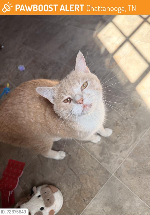 Found/Stray Unknown Cat last seen Off Gunbarrel road, Chattanooga, TN 37421