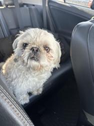 Found/Stray Male Dog last seen Walmart by I-240, Oklahoma City, OK 73149