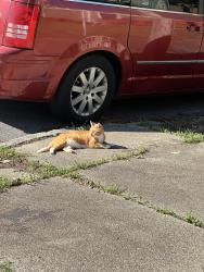 Found/Stray Female Cat last seen Spratley Street (near Naval hosp), Portsmouth, VA 23704