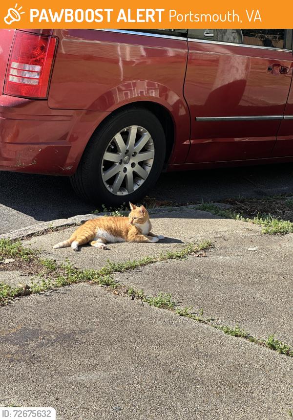 Found/Stray Female Cat last seen Spratley Street (near Naval hosp), Portsmouth, VA 23704