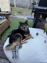 Lost Male Dog last seen Lake Villa Park, Largo, FL 33770