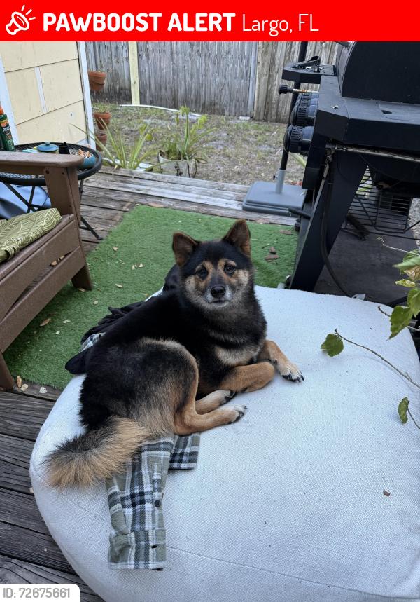 Lost Male Dog last seen Lake Villa Park, Largo, FL 33770