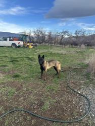 Found/Stray Male Dog last seen Charlie lane, Naches, WA 98923