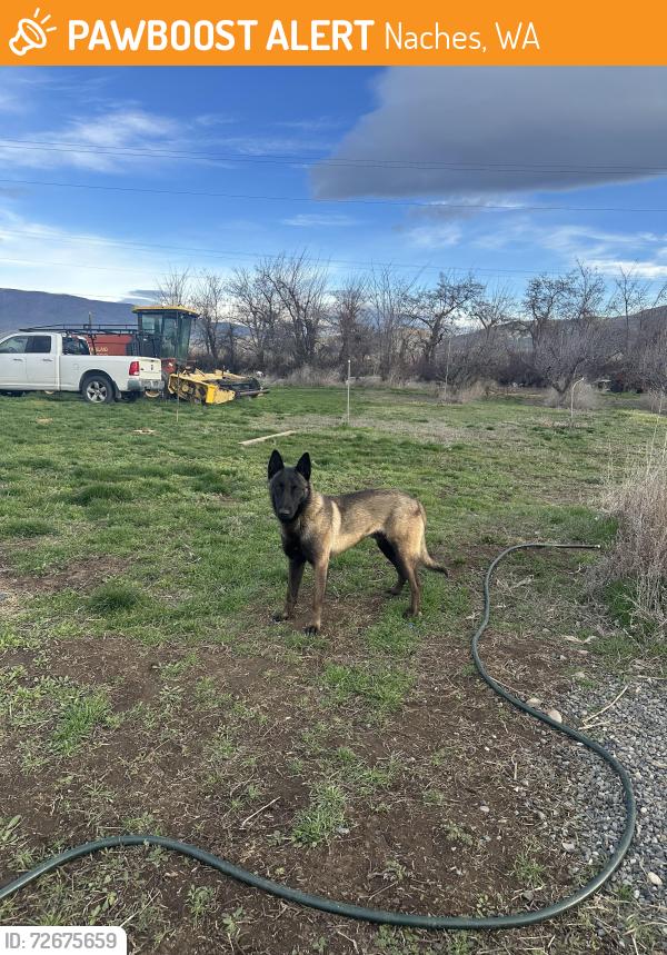Found/Stray Male Dog last seen Charlie lane, Naches, WA 98923