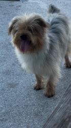 Lost Male Dog last seen Mowry, Miami-Dade County, FL 33030