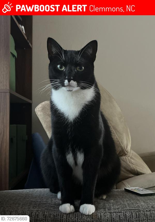 Lost Male Cat last seen Clemmons Trace Village apmts, Clemmons, NC 27012