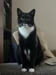 Lost Male Cat last seen Clemmons Trace Village apmts, Clemmons, NC 27012