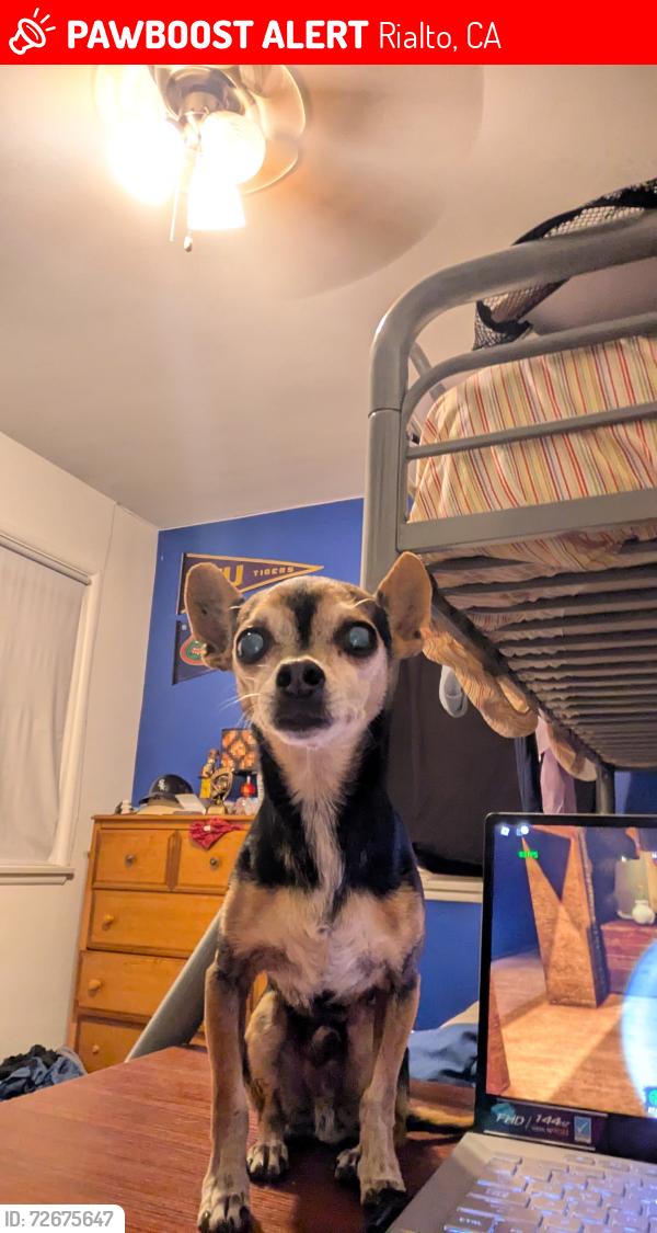 Lost Male Dog last seen Joe Sampson park, Anderson park, w Randall ave, s lilac ave , Rialto, CA 92376