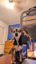Lost Male Dog last seen Joe Sampson park, Anderson park, w Randall ave, s lilac ave , Rialto, CA 92376