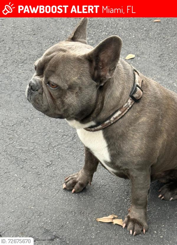 Lost Male Dog last seen Near nw 33 av Miami fl 33142, Miami, FL 33142