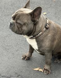 Lost Male Dog last seen Near nw 33 av Miami fl 33142, Miami, FL 33142