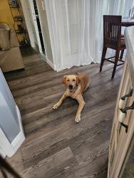 Found/Stray Male Dog last seen Baca and Andover st, Palm Bay, FL 32907