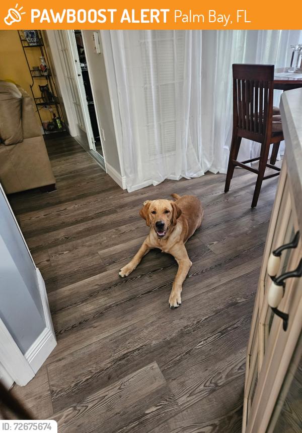 Found/Stray Male Dog last seen Baca and Andover st, Palm Bay, FL 32907