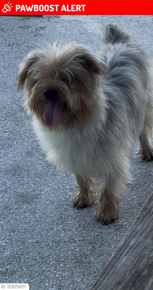 Lost Male Dog last seen hmstd , Miami-Dade County, FL 33030