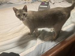 Lost Male Cat last seen Boone Trail Community Center, Lillington, NC 27546