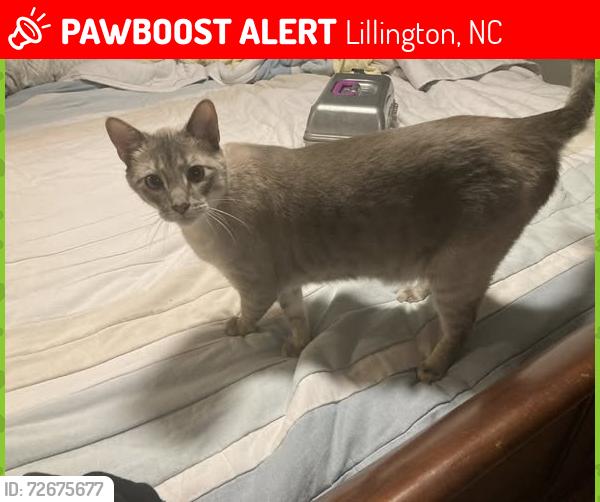 Lost Male Cat last seen Boone Trail Community Center, Lillington, NC 27546
