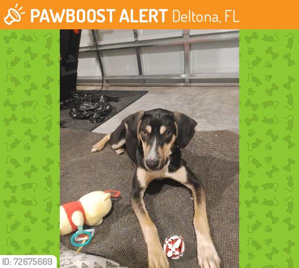 Found/Stray Male Dog last seen Sterling pointe dr and meadowlark, Deltona, FL 32725