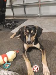 Found/Stray Male Dog last seen Sterling pointe dr and meadowlark, Deltona, FL 32725