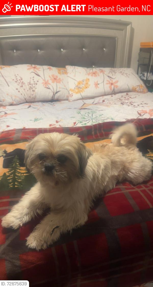 Lost Male Rabbit last seen Near  way with white rd pleasant garden NC, Pleasant Garden, NC 27313