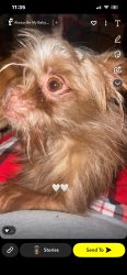 Lost Male Dog last seen hmstd ave , Lubbock, TX 79416