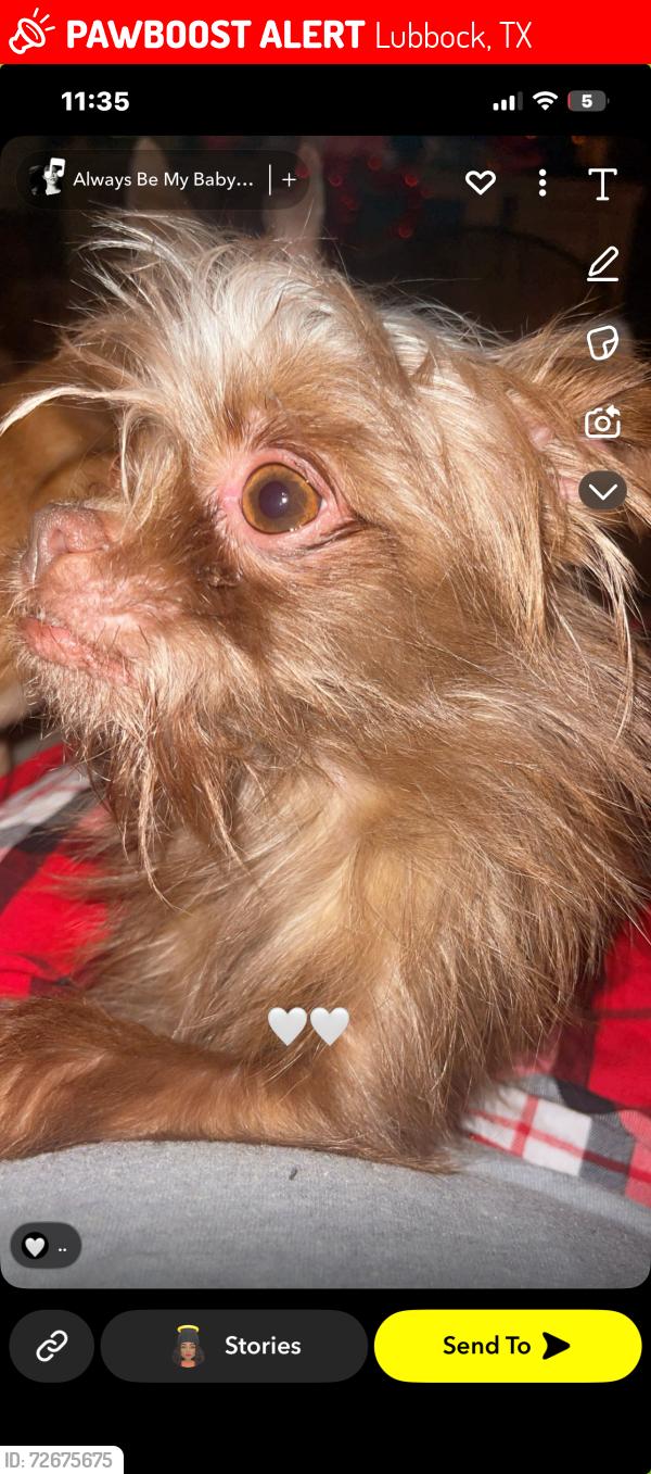 Lost Male Dog last seen hmstd ave , Lubbock, TX 79416