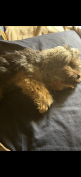 Lost Male Dog last seen Mimika & Thekla or Riverview, St. Louis, MO 63136