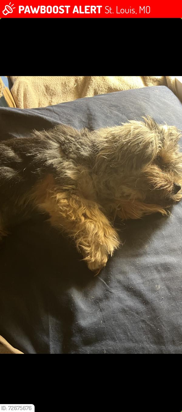 Lost Male Dog last seen Mimika & Thekla or Riverview, St. Louis, MO 63136