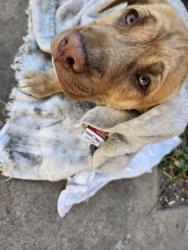 Found/Stray Male Dog last seen Menaul and Princeton, Albuquerque, NM 87107