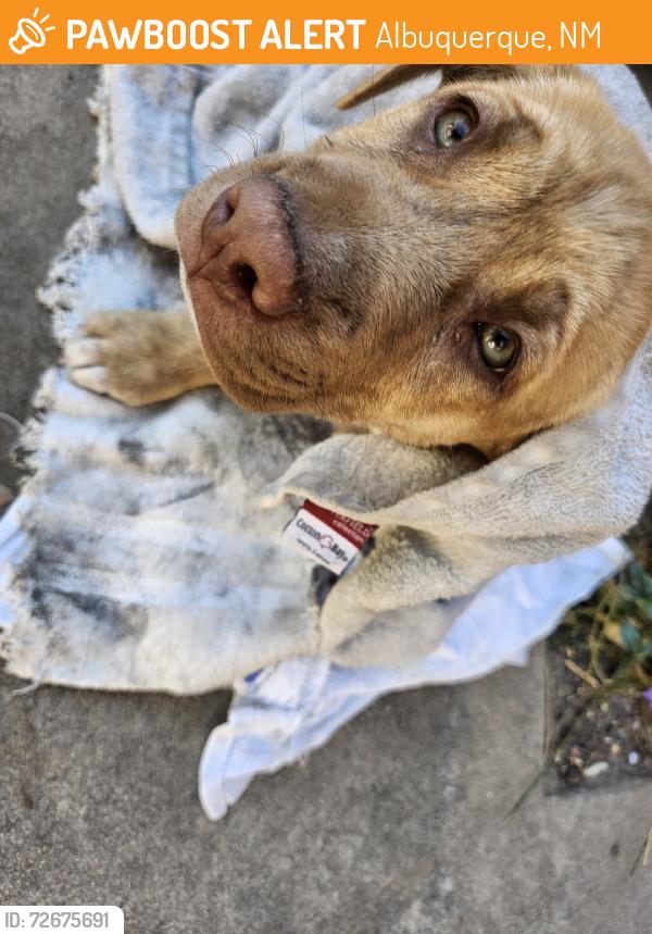 Found/Stray Male Dog last seen Menaul and Princeton, Albuquerque, NM 87107