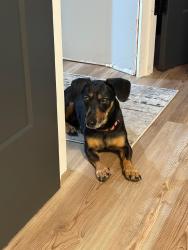 Lost Male Dog last seen 86th & Ida, Haysville, KS 67060